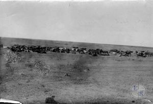 Стадо в сельскохозяйственной колонии "Фрилинг". Одесский округ, Украина. 1927 г.