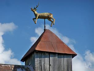 Deer on the tower of Town Hall, 2010