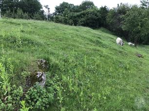 Old Jewisn cemetery, 2019 Old Jewisn cemetery, 2019