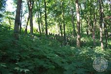 Jewish cemetery Jewish cemetery