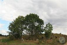 Jewish cemetery in Klevan, 2015 Jewish cemetery in Klevan, 2015