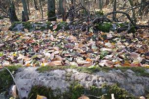 Jewish Cemetery, 2019 Jewish Cemetery, 2019